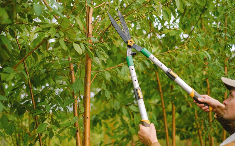Tree trimming in Weston, WV