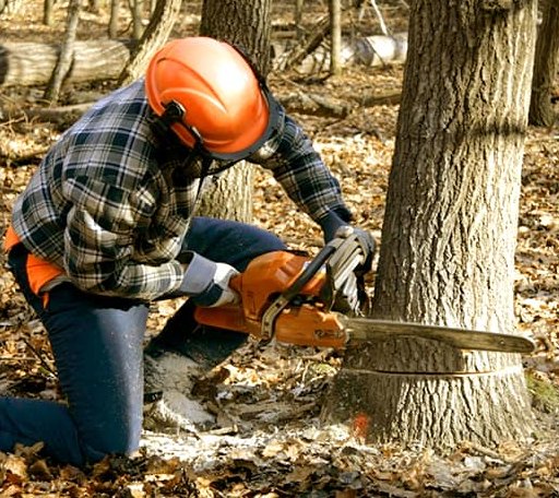 Tree Removal in Weston, WV